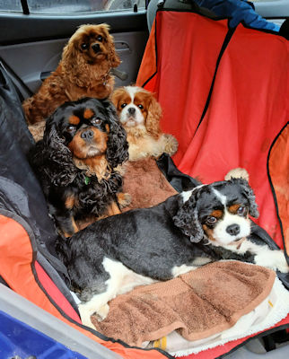 Nico and friends-2025_11_07.jpg